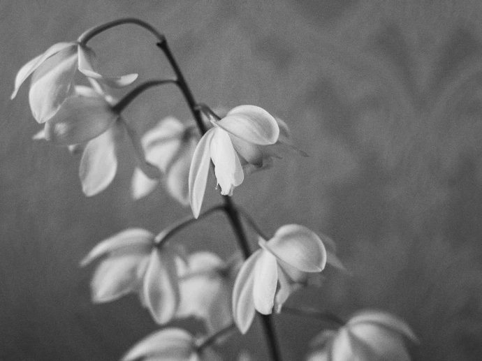 grayscale photo of white flowers